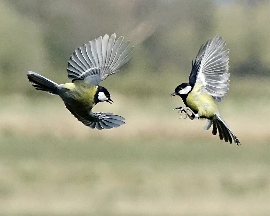 great tit